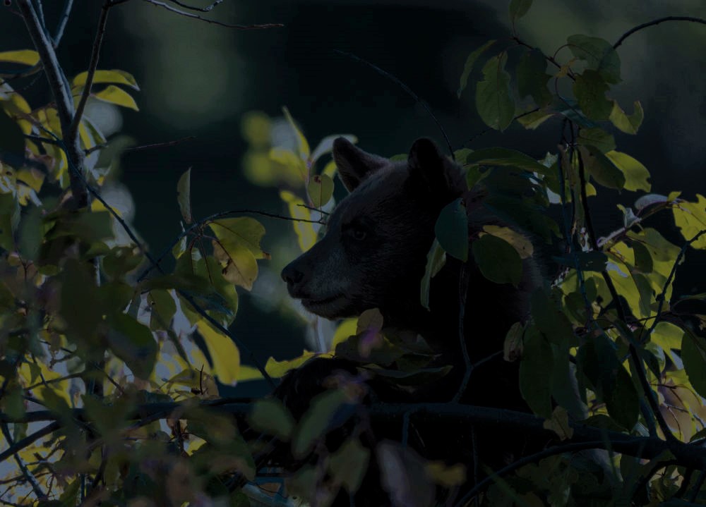 a curious bear cub visiting camp