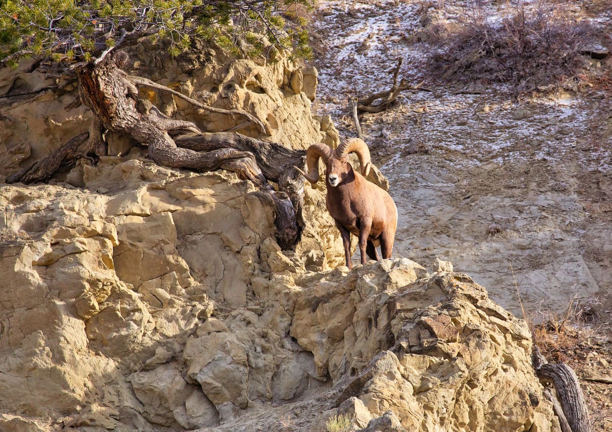 Majestic Bighorn Sheep