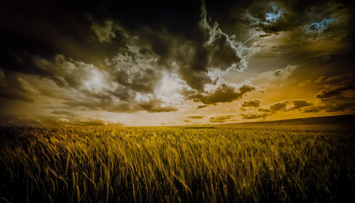 Morning in a Field of Gold