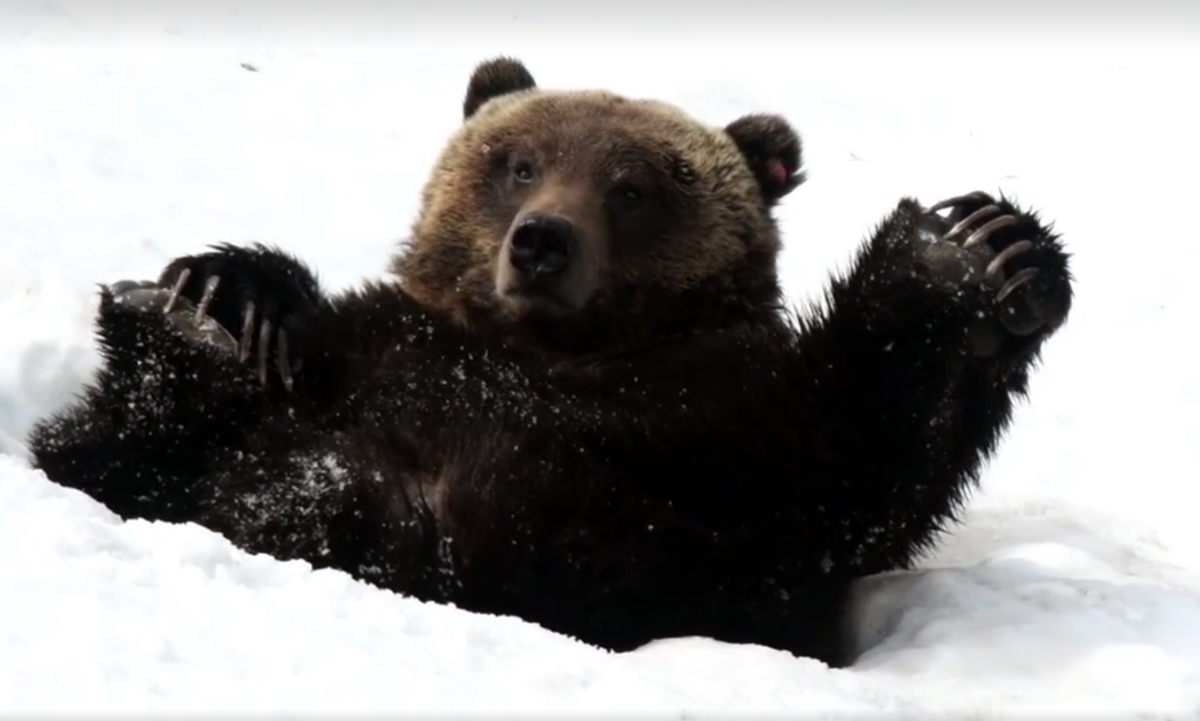 A Very Happy Grizzly