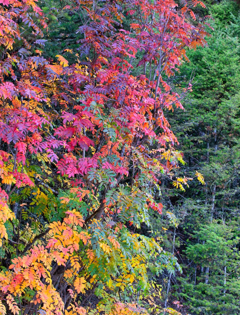 Mountain Ash in Fall Splendor
