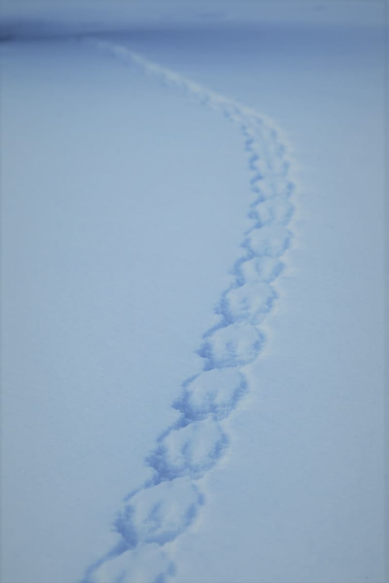 Red Squirrel Tracks in the Snow
