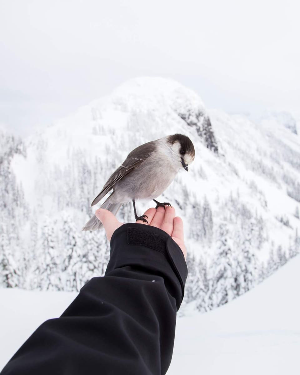 Snow Bird