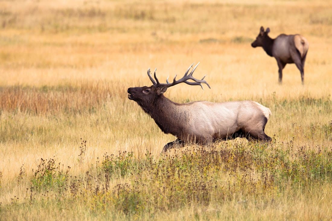 The Regal and Graceful Yellowstone Elk